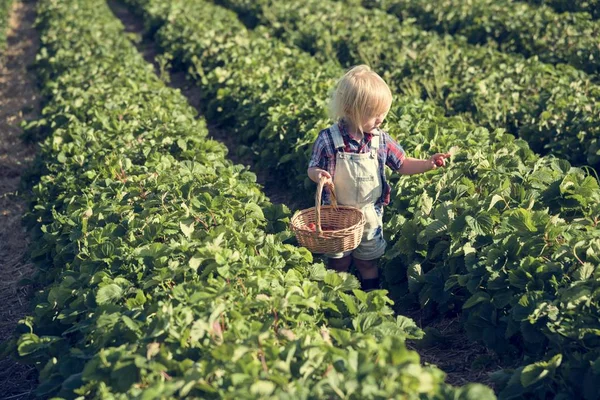 Little boy collecting crop — Stock Photo, Image