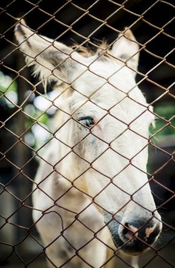 At çiftlikte büyük kuş kafesi içinde