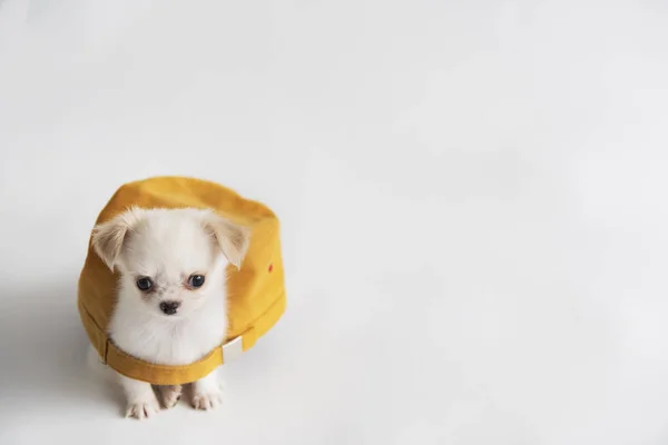 Chihuahua sitting in the cap — Stock Photo, Image