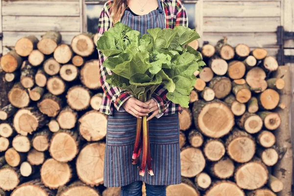 Meisje bedrijf burdocks — Stockfoto