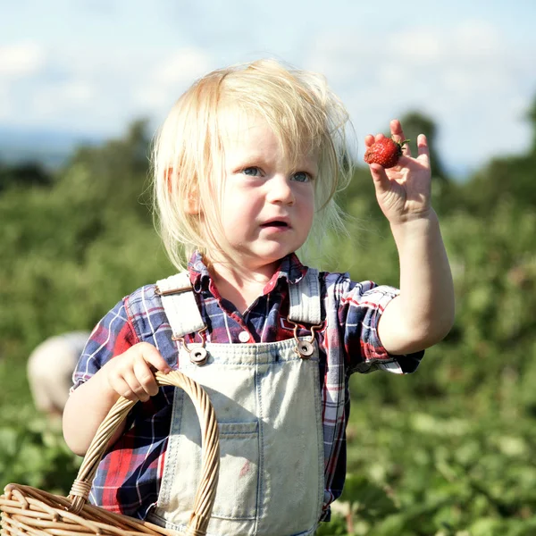 Little boy collecting crop — Stock Photo, Image