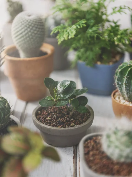Cactus Plants in Pots — Stock Photo, Image