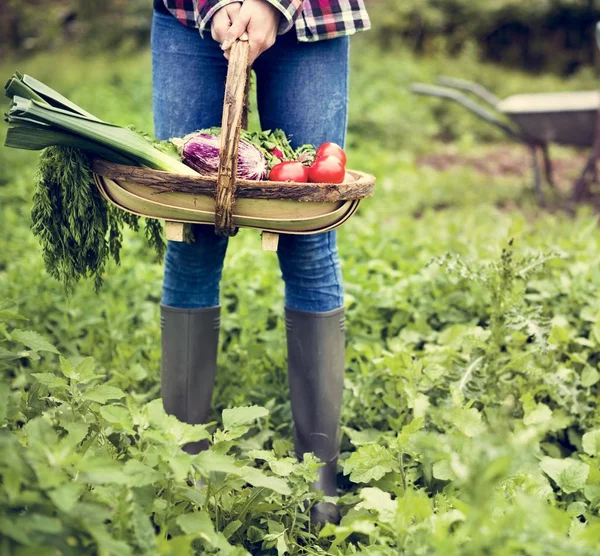 Meisje bedrijf mand met oogst — Stockfoto