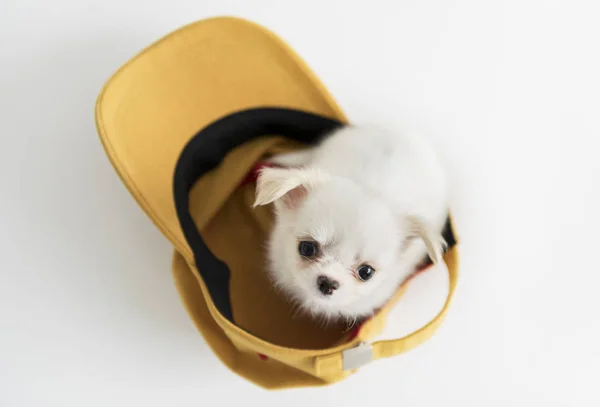 Chihuahua sentado na tampa — Fotografia de Stock