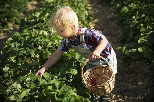 Küçük çocuk toplama kırpma
