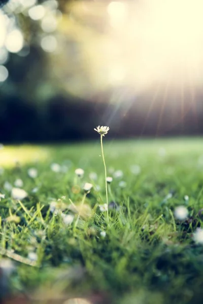 Flowers in the field with Green Grass — Stock Photo, Image