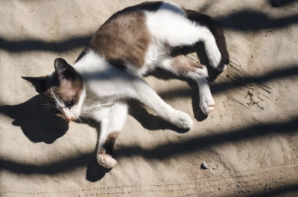 Gato deitado na areia — Fotografia de Stock