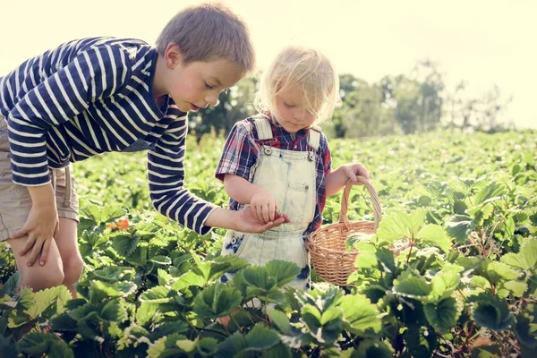 Kids collecting strawberries — Stock Photo, Image