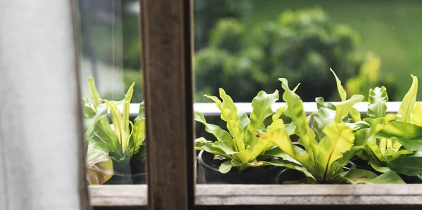 Plantes devant la fenêtre en bois — Photo