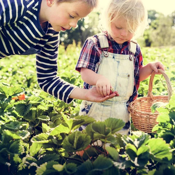 Děti sbírat jahody — Stock fotografie