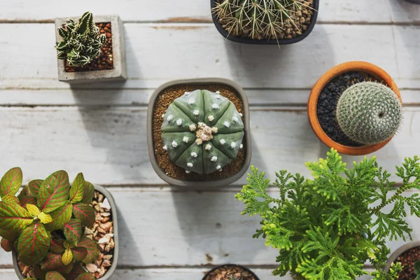 Cactus Plants in pots — Stock Photo, Image