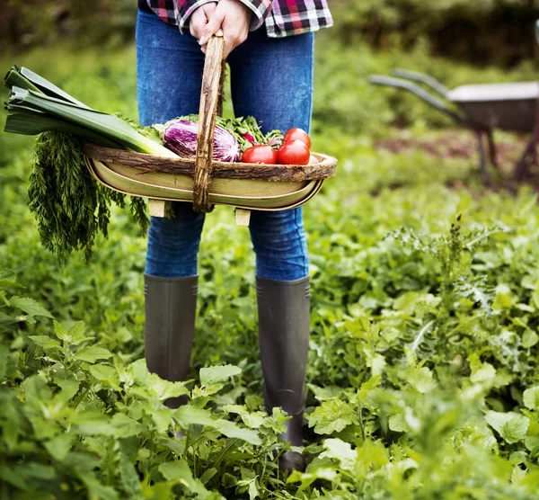 Meisje bedrijf mand met oogst — Stockfoto