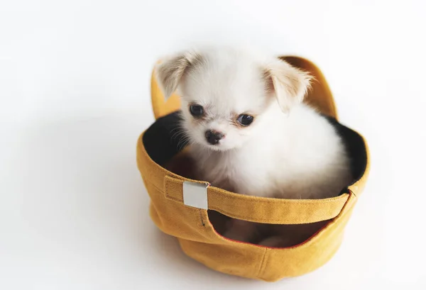 Chihuahua Dog in the cap — Stock Photo, Image