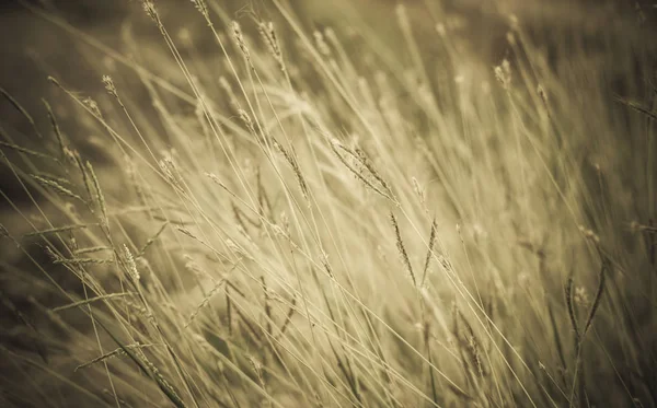 Bella erba campo — Foto Stock