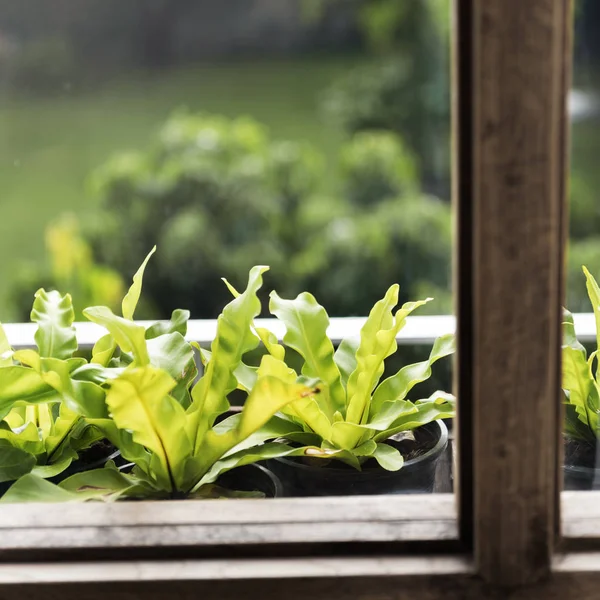 Домашние растения на окне — стоковое фото