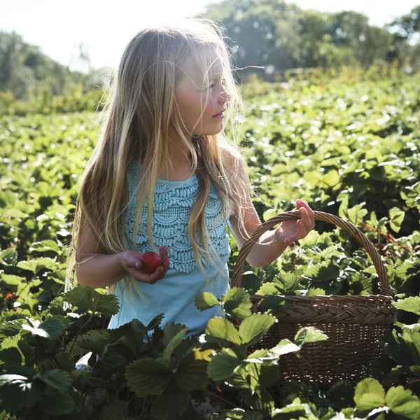 Little girl collecting strawberries — Stock Photo, Image