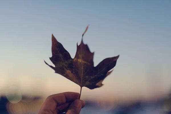 Handholding Maple Leaf — стоковое фото