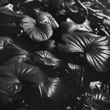 büyük botanik yaprakları