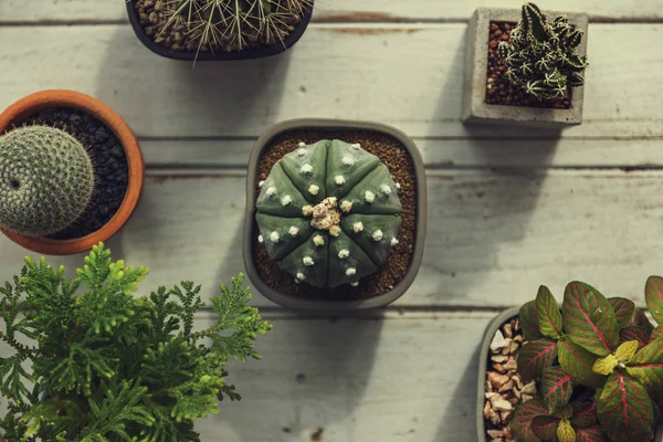 Decorative green plants — Stock Photo, Image