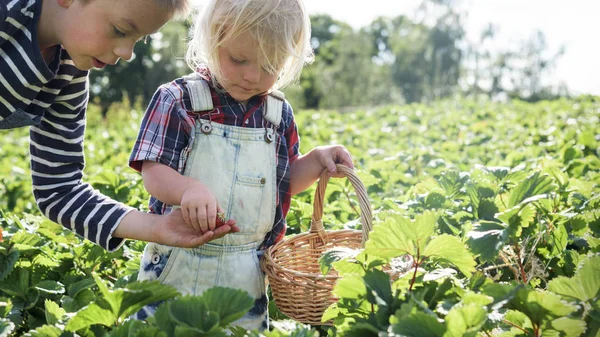 Little boy collecting strawberries — Stock Photo, Image