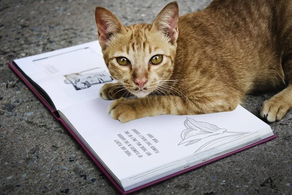 Кіт грає з книгою — стокове фото