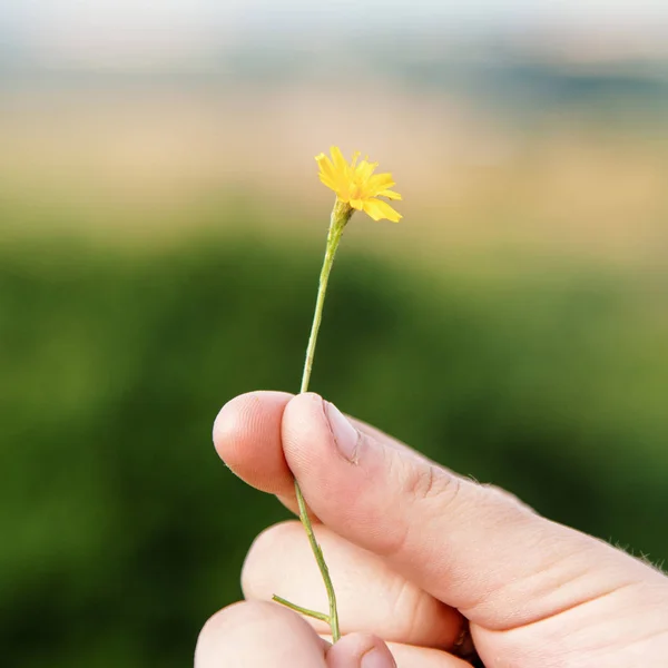 Handen håller gul blomma — Stockfoto
