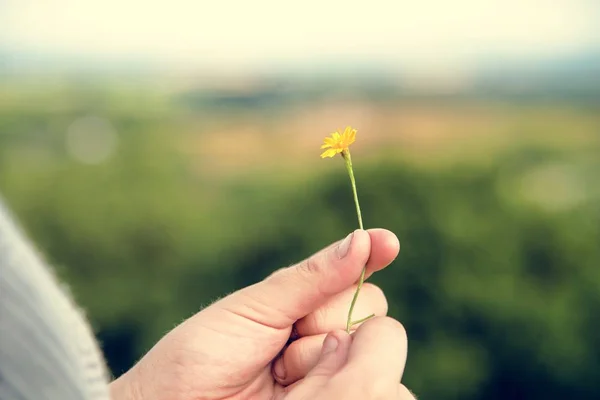 Χέρι που κρατά το κίτρινο λουλούδι — Φωτογραφία Αρχείου