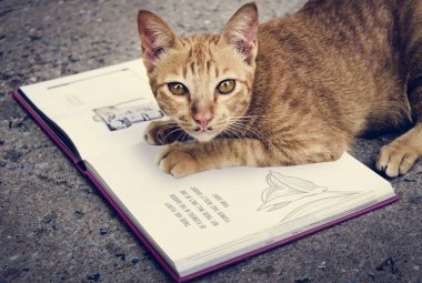 kitap ile oynayan kedi 