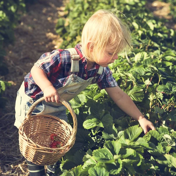Malý chlapec sbírat jahody — Stock fotografie