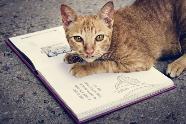 Cat Playing with Book