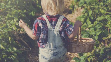 Küçük çocuk çilek toplama