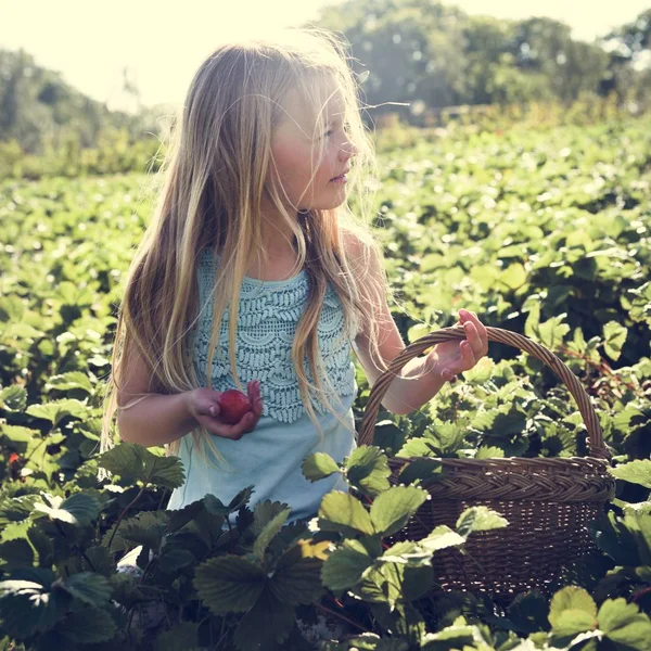 Malá holčička sběr jahod — Stock fotografie