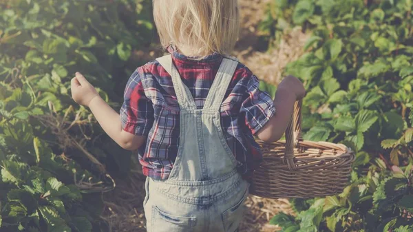 Küçük çocuk çilek toplama