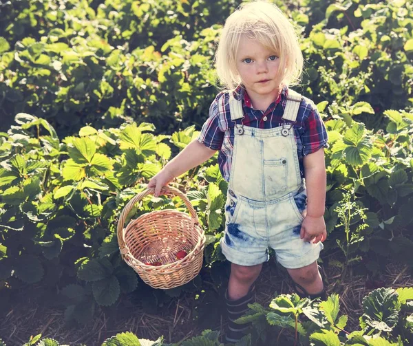 Niño coleccionando fresas — Foto de Stock