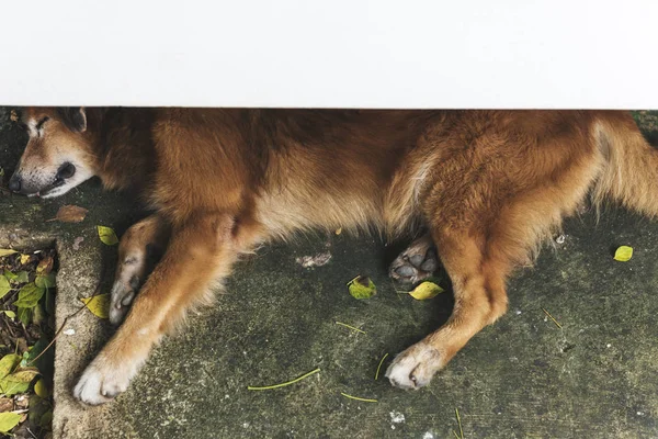 Cane che dorme sul pavimento — Foto Stock