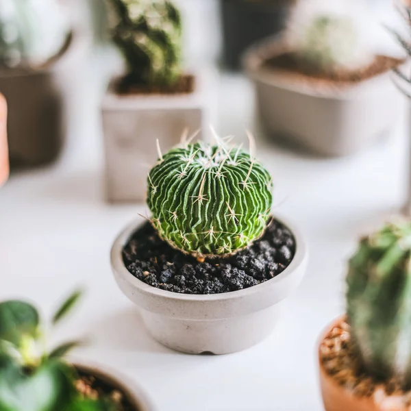 Planta de cactus en maceta —  Fotos de Stock