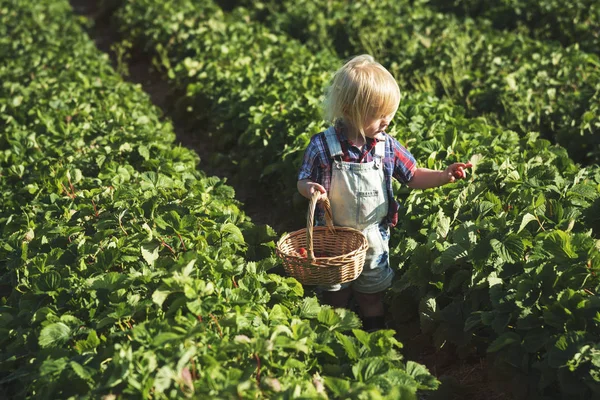 Little kid gardening in field — Stock Photo, Image