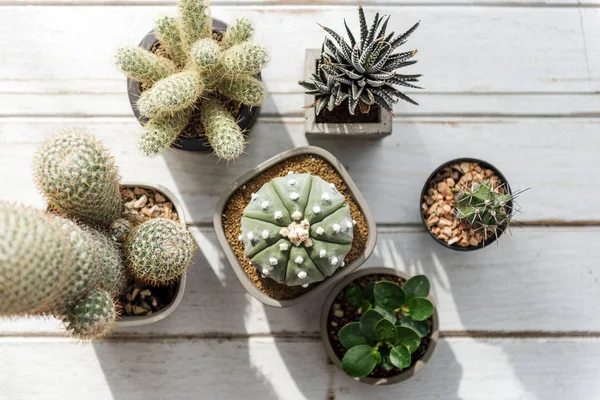 Cactus en pots sur fond en bois — Photo