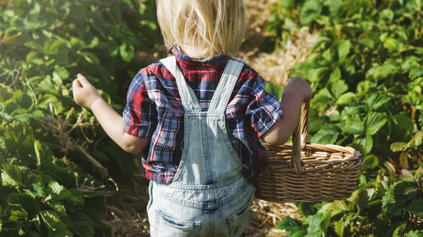 Little kid gardening in field — Stock Photo, Image
