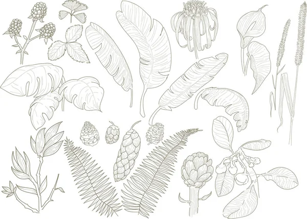 Obras de arte de hojas de flores botánicas — Vector de stock
