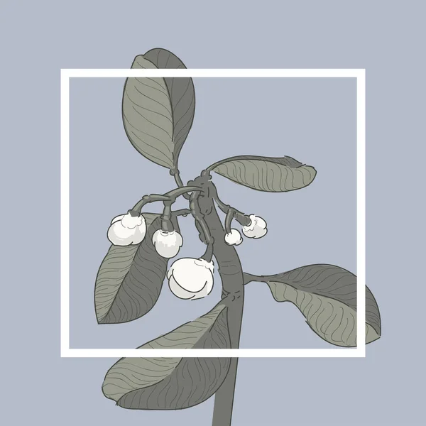 Artwork van Magnolia Loblolly — Stockvector