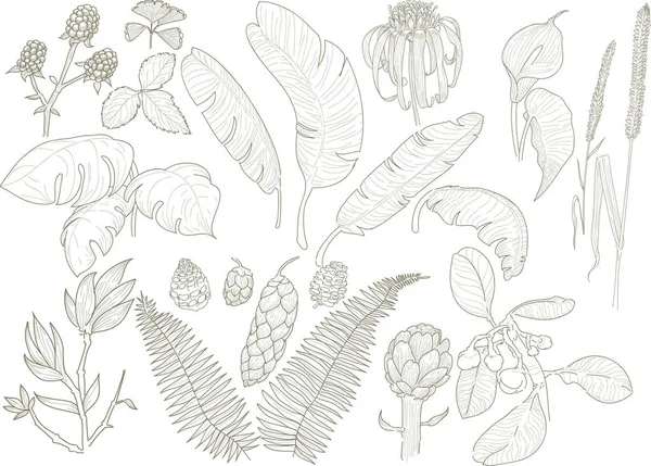 ᐈ Banana Leaves Stock Pictures Royalty Free Banana Leaf Drawings Download On Depositphotos ᐈ Banana Leaves Stock Pictures Royalty Free Banana Leaf Drawings Download On Depositphotos