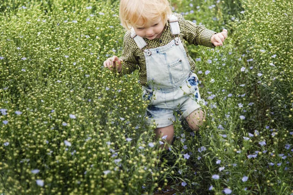 Boy in the field of flowers — Stock Photo, Image