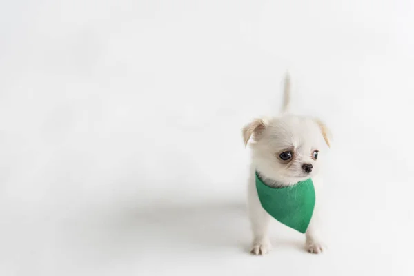 Chihuahua Dog on white background — Stock Photo, Image