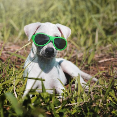 Köpek yeşil çimenlerin üzerinde güneş gözlüğü