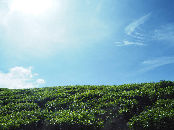 Blue sky with shrubs