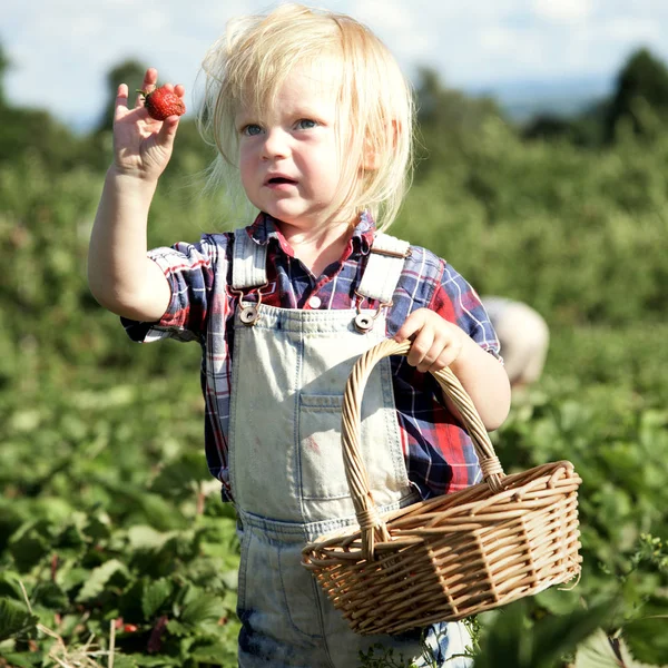 Chłopiec, zbieranie truskawek — Zdjęcie stockowe