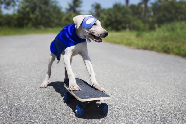 Cão no traje de super-herói — Fotografia de Stock