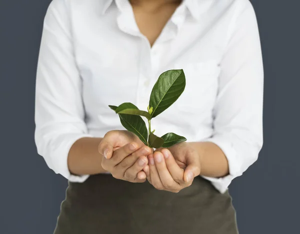 Weibchen halten Sämling — Stockfoto