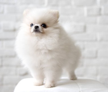 Şirin küçük köpek.
